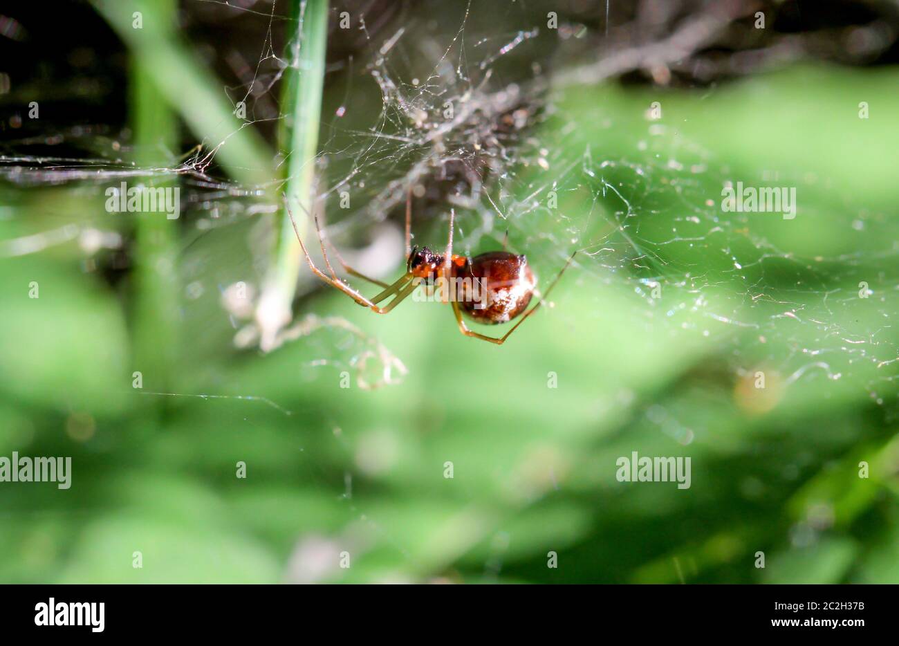 a macro of a spider Stock Photo - Alamy