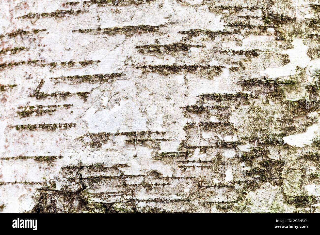 Downy birch betula pubescens bark hi-res stock photography and images ...