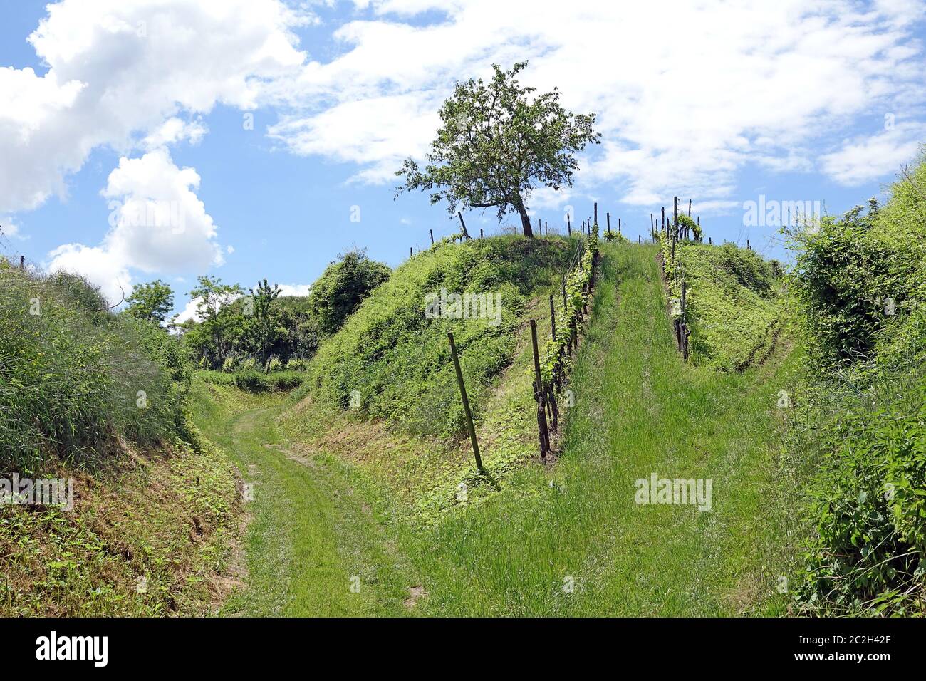 Fork in the road at the Hohlweg Staffelgasse near Bickensohl in the Kaiserstuhl Stock Photo