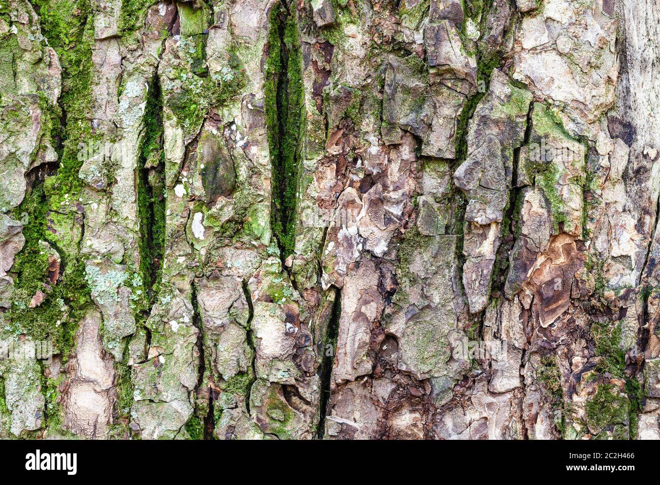 natural texture - uneven bark on old trunk of elm tree (ulmus laevis) close up Stock Photo