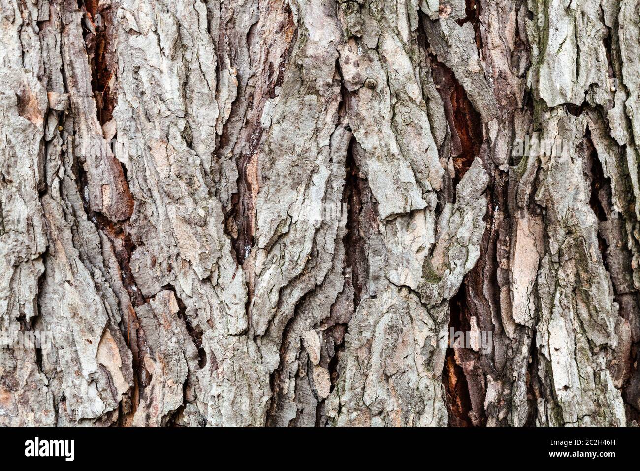 natural texture - cracked bark on old trunk of larch tree ( larix sibirica) close up Stock Photo