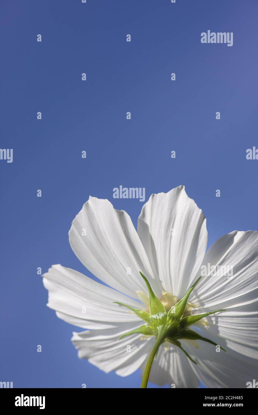 White cosmos hi-res stock photography and images - Alamy