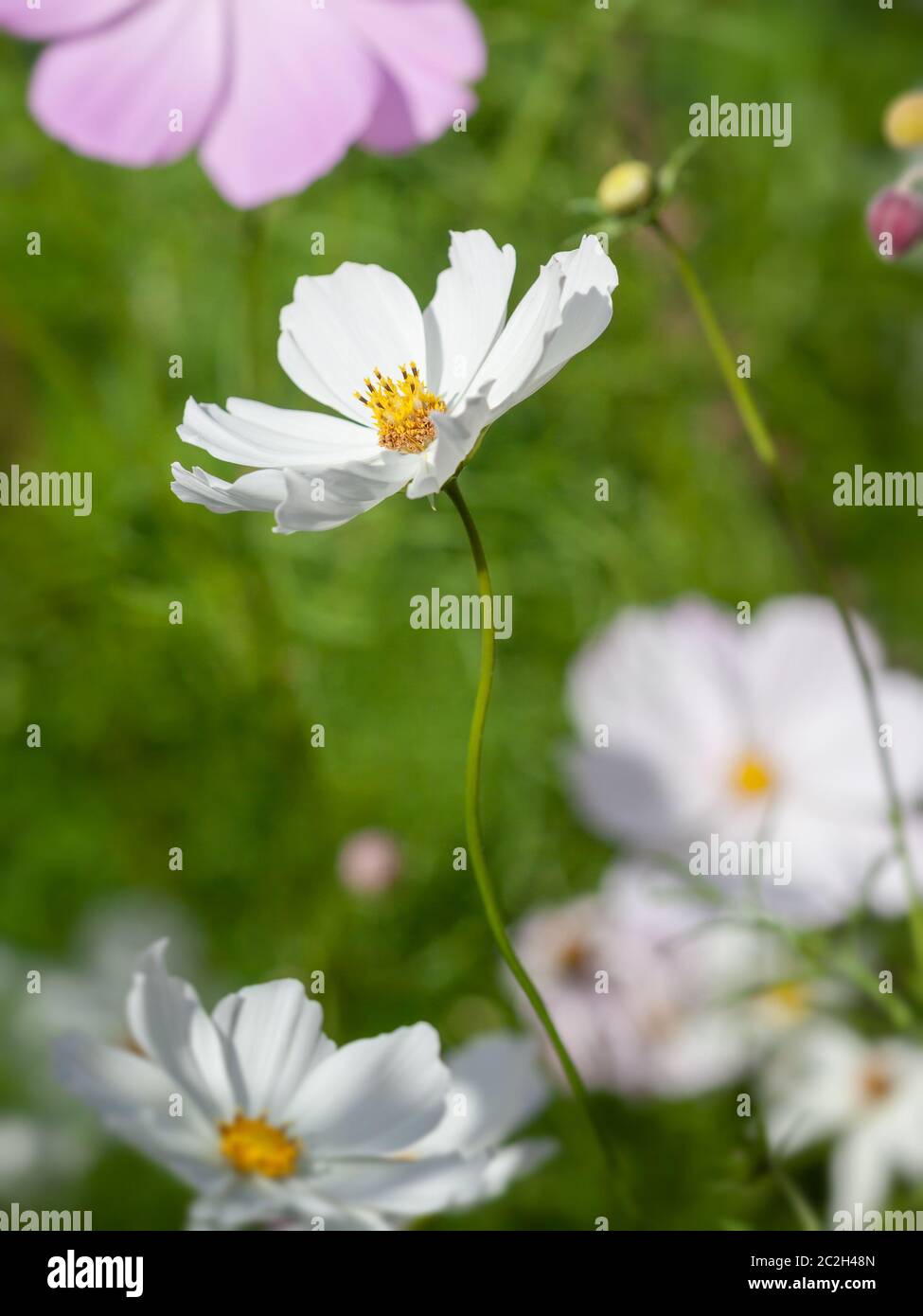 White cosmos hi-res stock photography and images - Alamy