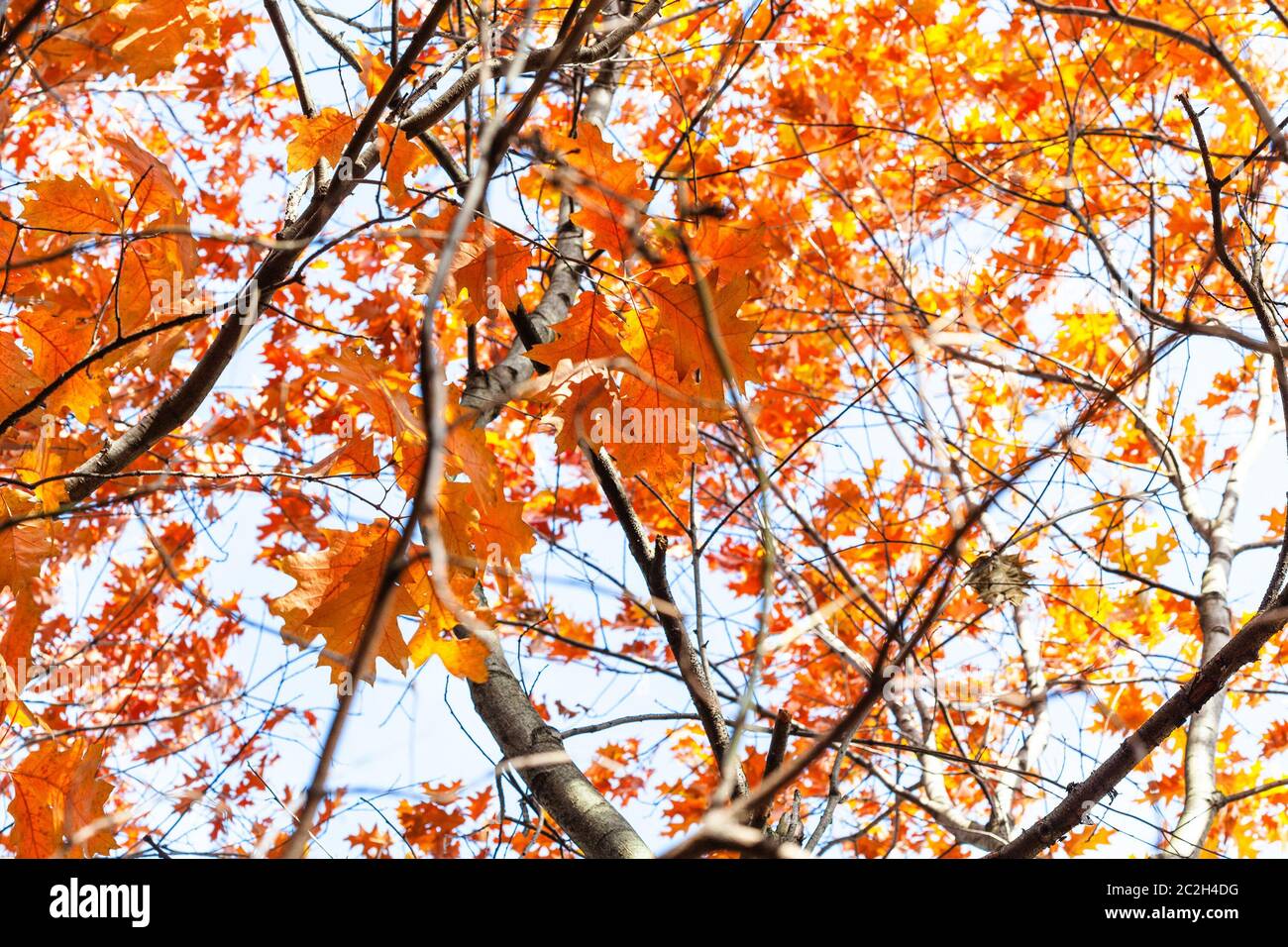 tangled branches with orange leaves of Red Oak tree on sunny autumn day Stock Photo