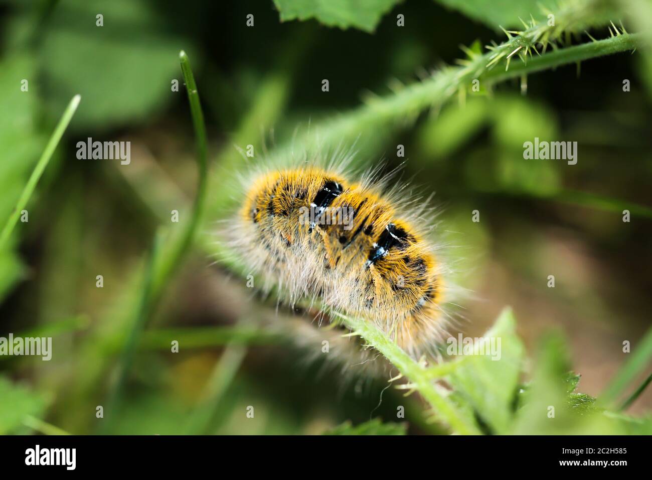 A caterpillar of a butterfly of a blackberry spinner on a plant Stock