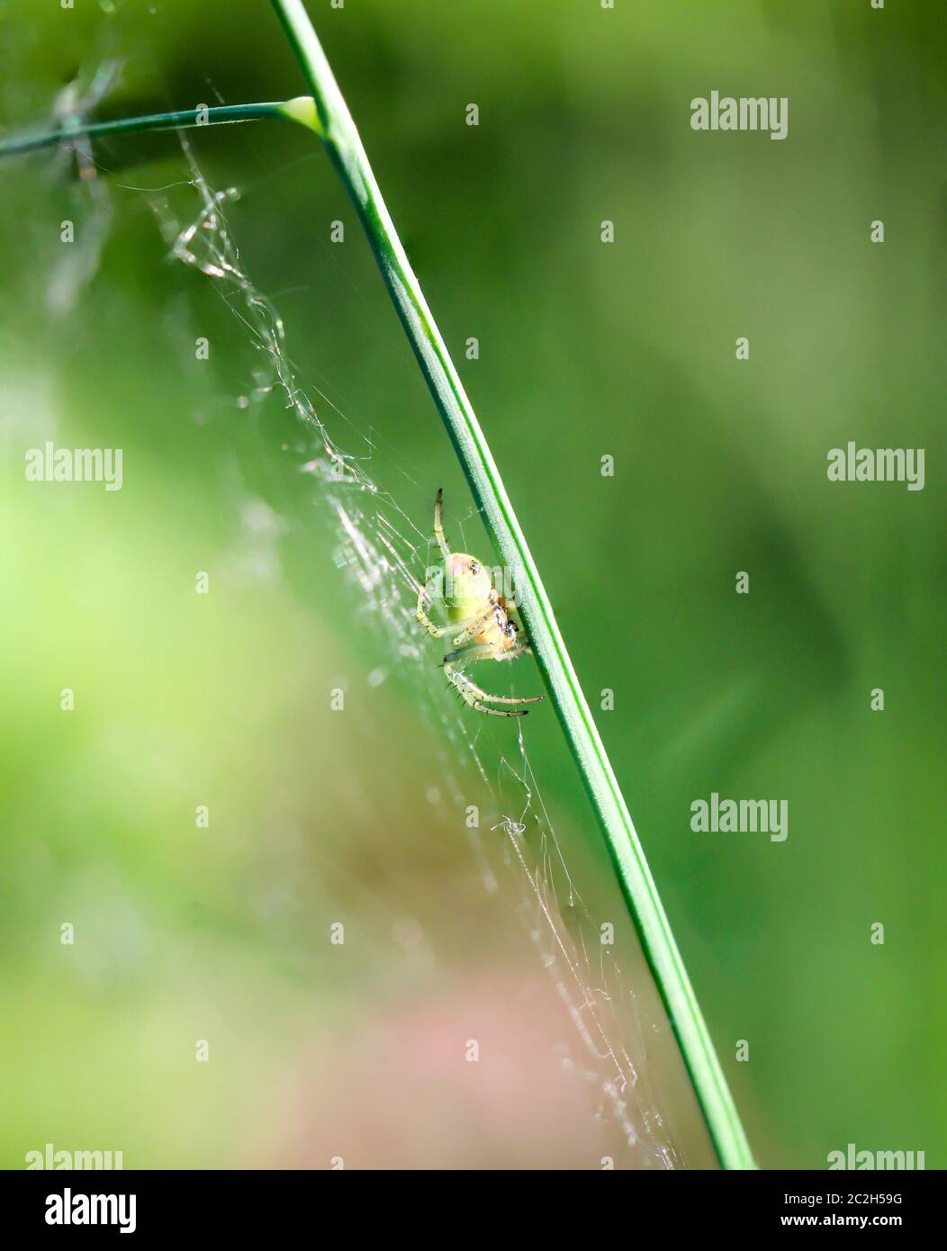 a macro of a spider Stock Photo - Alamy