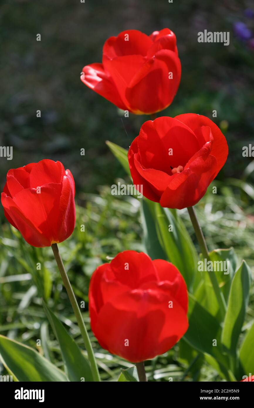 Red tulips against a green background Stock Photo