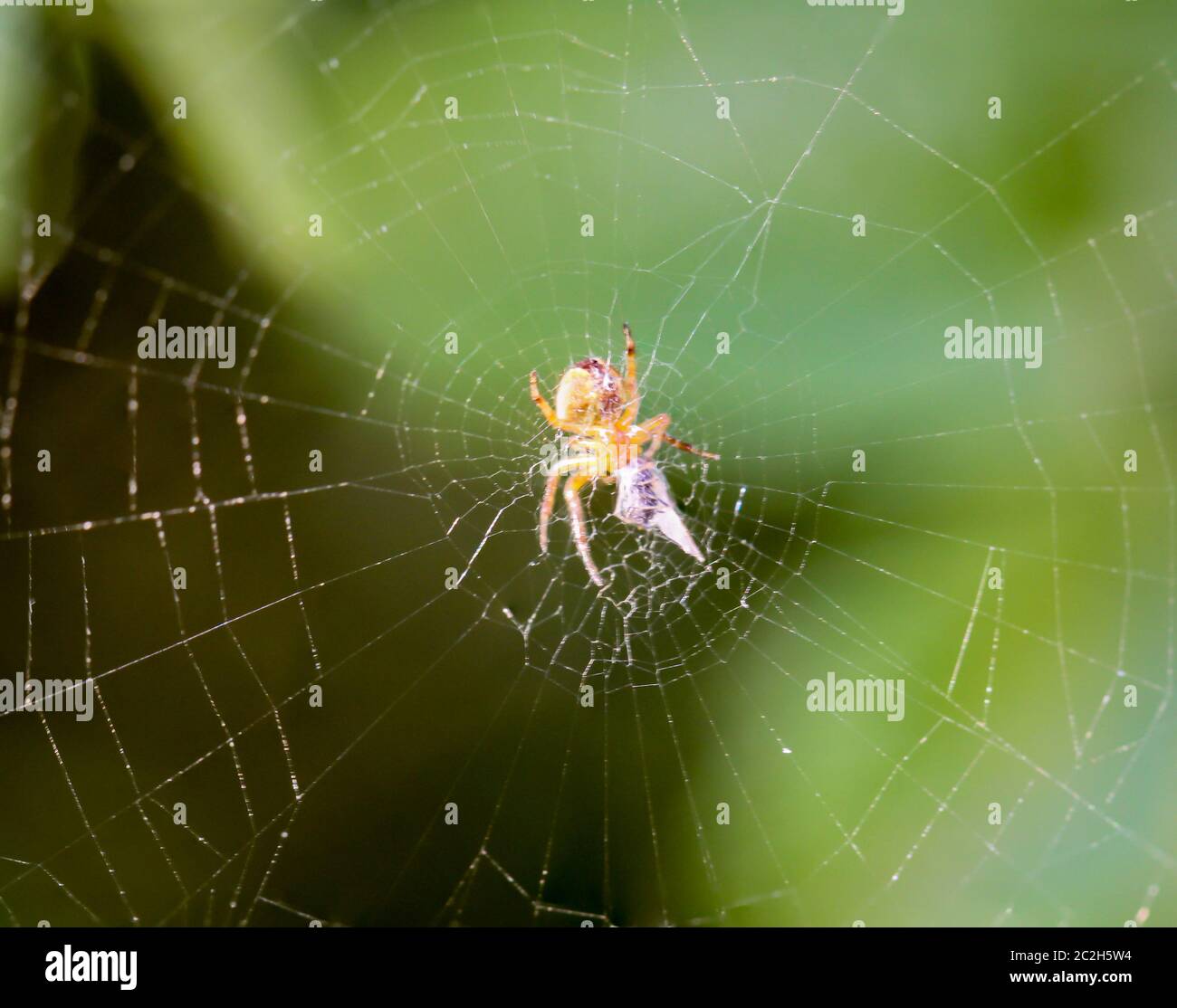 a macro of a spider Stock Photo - Alamy