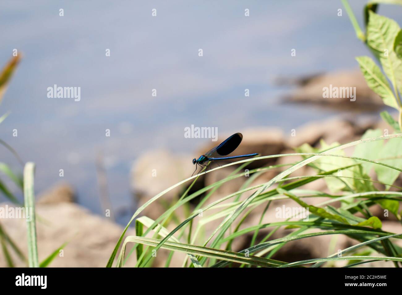 portrait, macro of a dragonfly Stock Photo - Alamy