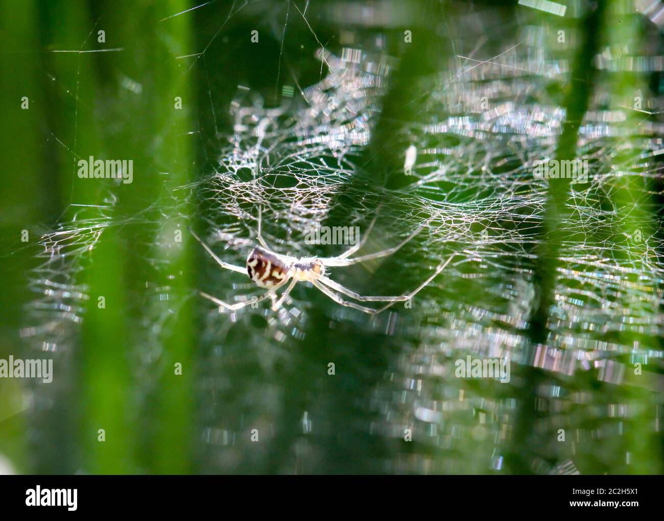 a macro of a spider Stock Photo - Alamy