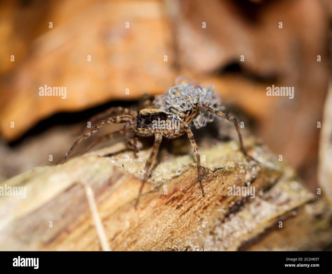 a spider with baby spiders Stock Photo Alamy