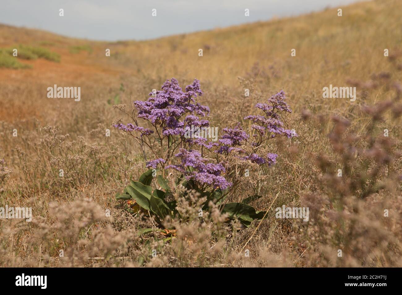 Stem of Limonium vulgare Mill with flowers on nature background Stock Photo