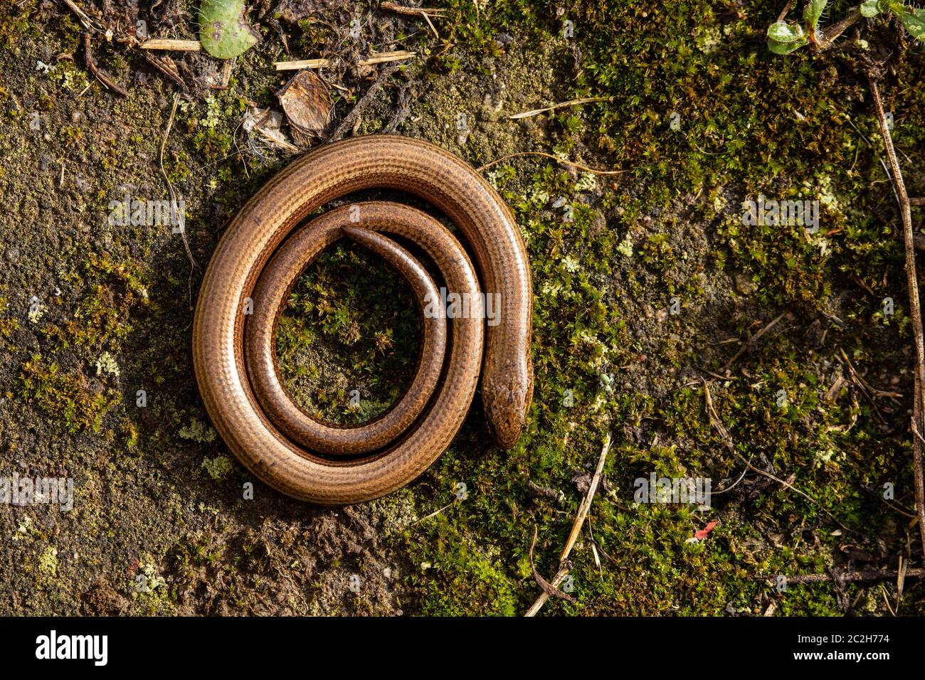 Blindworm and Snake in the nature Stock Photo