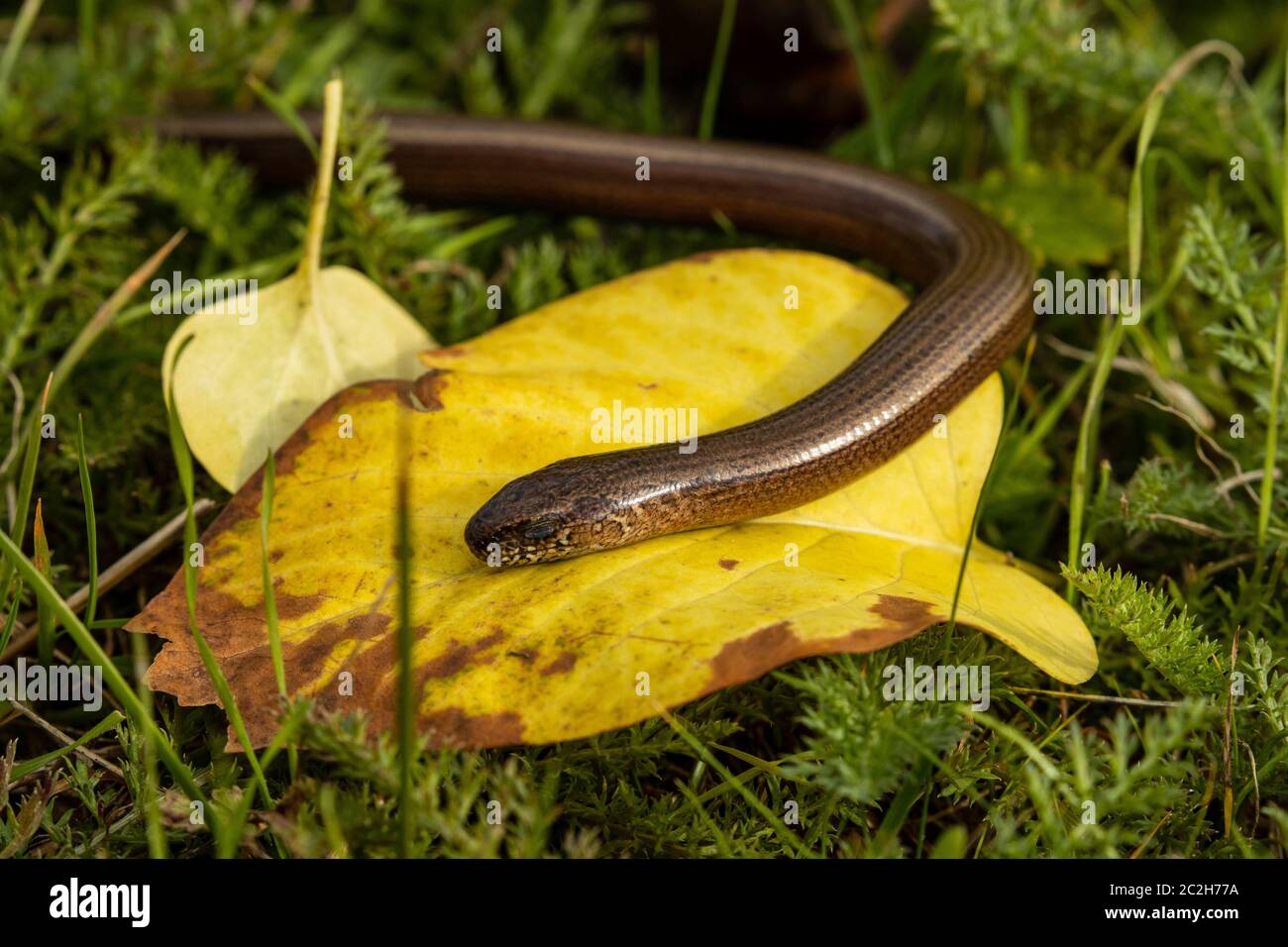 Blindworm and Snake in the nature Stock Photo