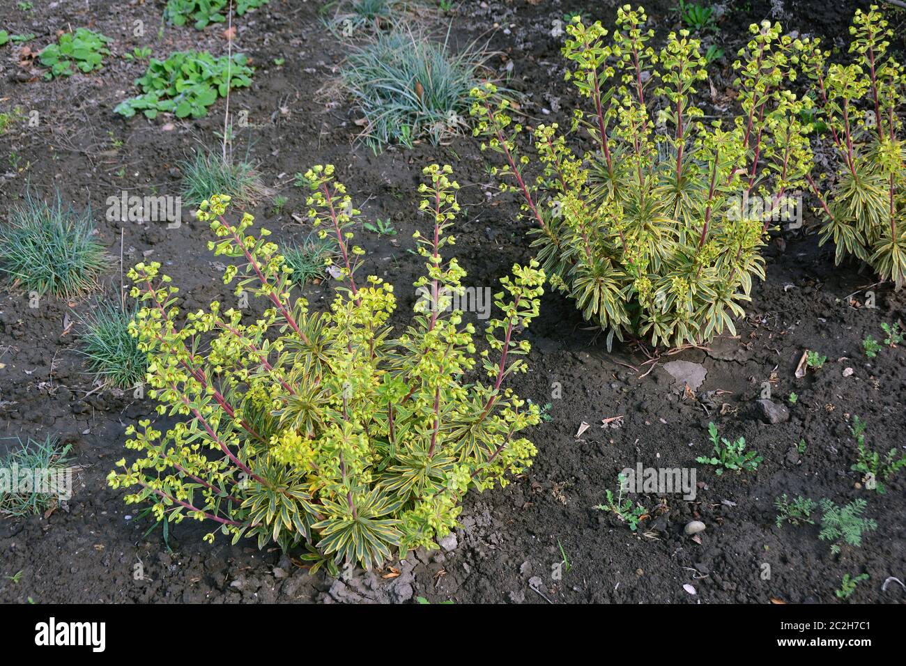 spurge, Wolfsmilch, Euphorbia x martinii 'Ascot Rainbow', színeváltó kutyatej Stock Photo
