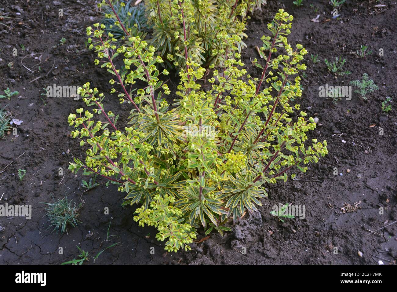spurge, Wolfsmilch, Euphorbia x martinii 'Ascot Rainbow', színeváltó kutyatej Stock Photo