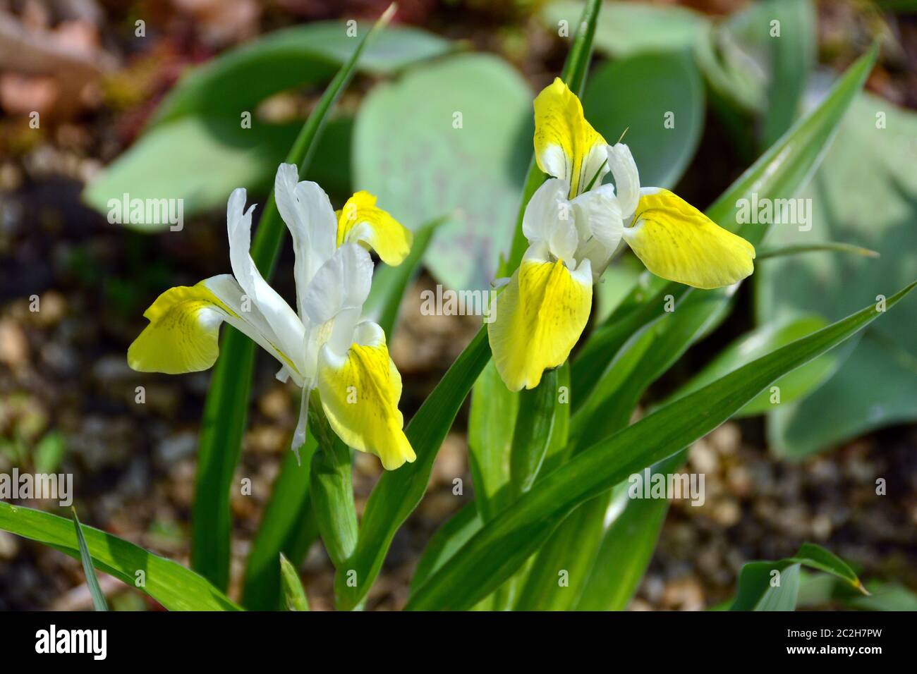 Bukhara iris, corn leaf iris and horned iris, Buchara-Schwertlilie, Iris bucharica, nőszirom Stock Photo
