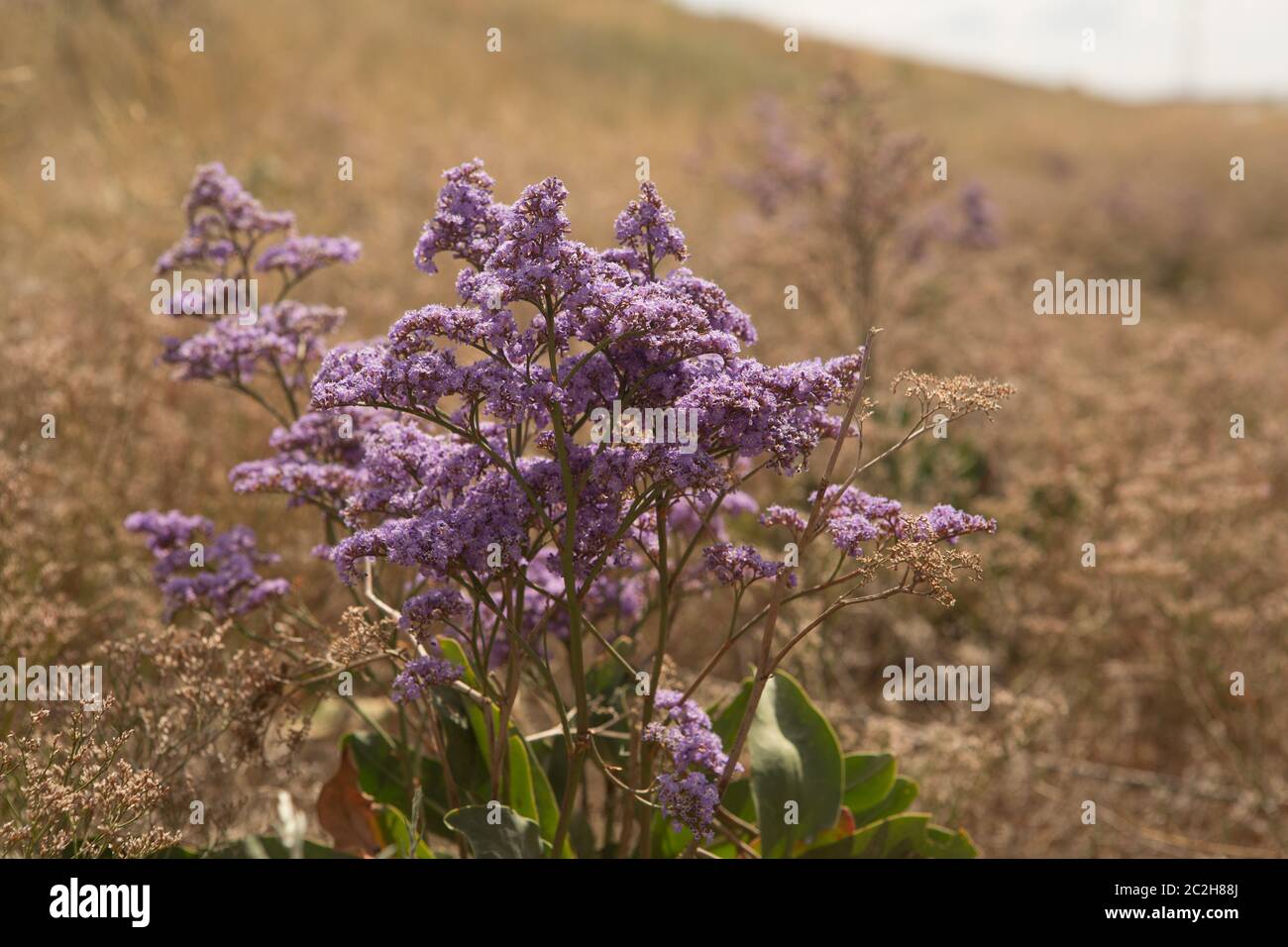 Stem of Limonium vulgare Mill with flowers on nature background Stock Photo
