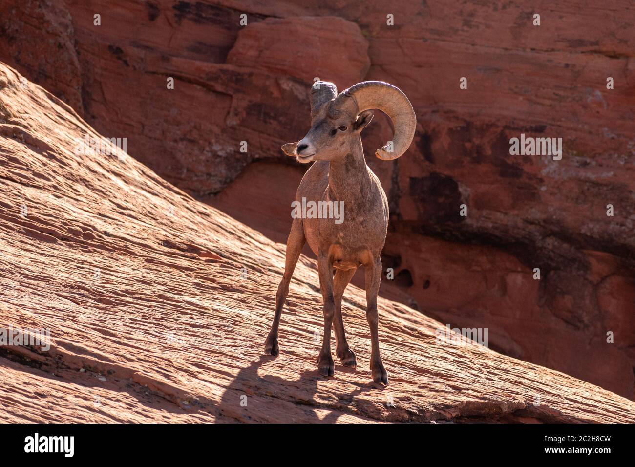 Bighorn sheep on red rocks Stock Photo Alamy