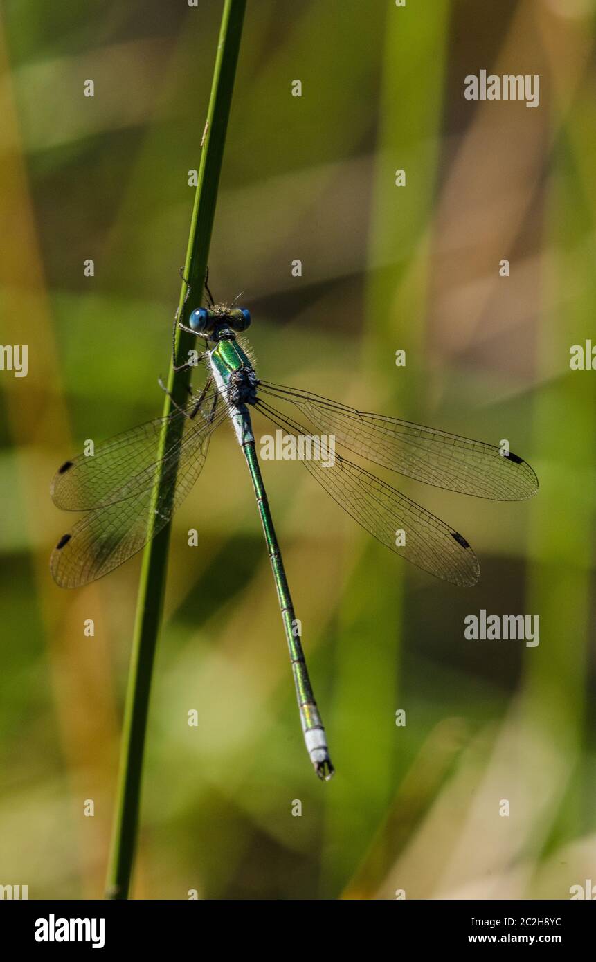 Willow emerald damselfly Stock Photo