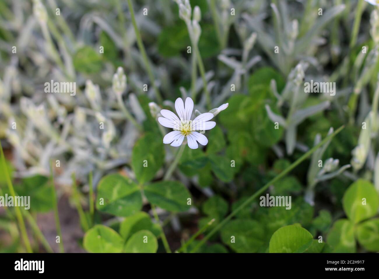 Lovely little white fivepetal flower with heartshaped petals on a