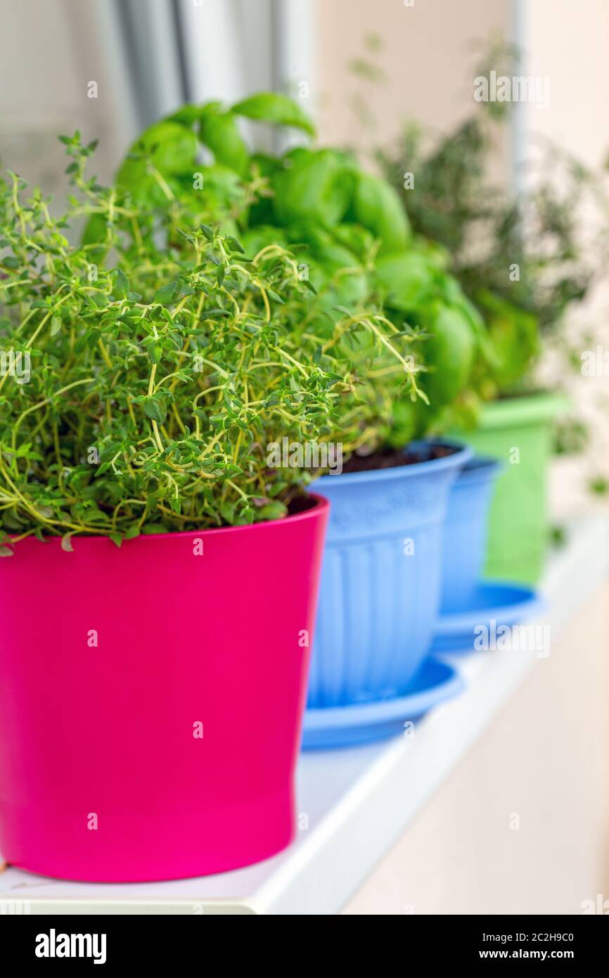Fragrant thyme, green Basil and other herbs in pots. Stock Photo