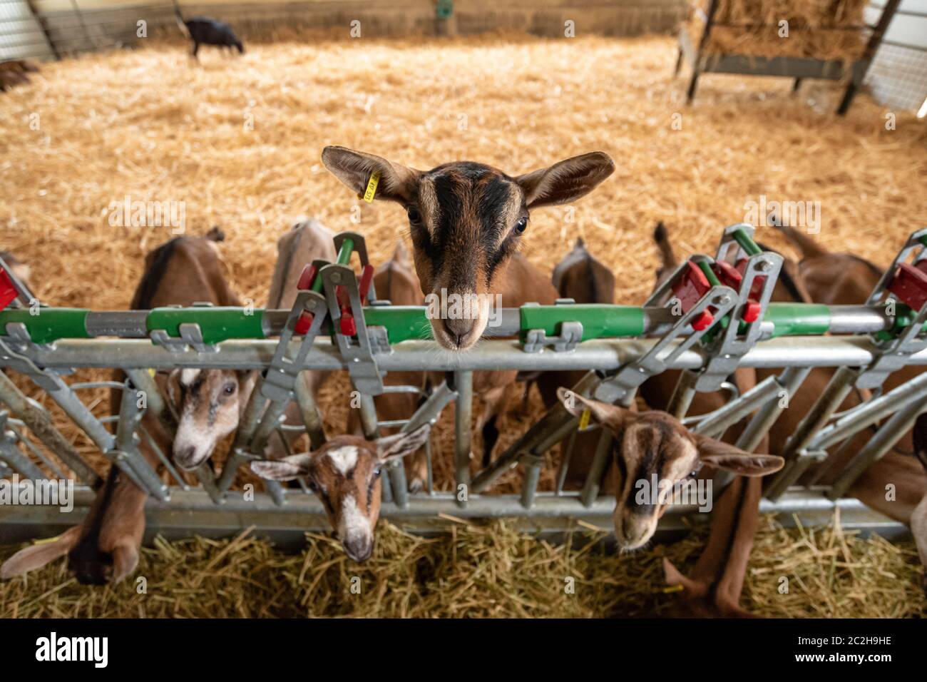 Brown goat watching the camera while others are browsing hay in a farm. Stock Photo