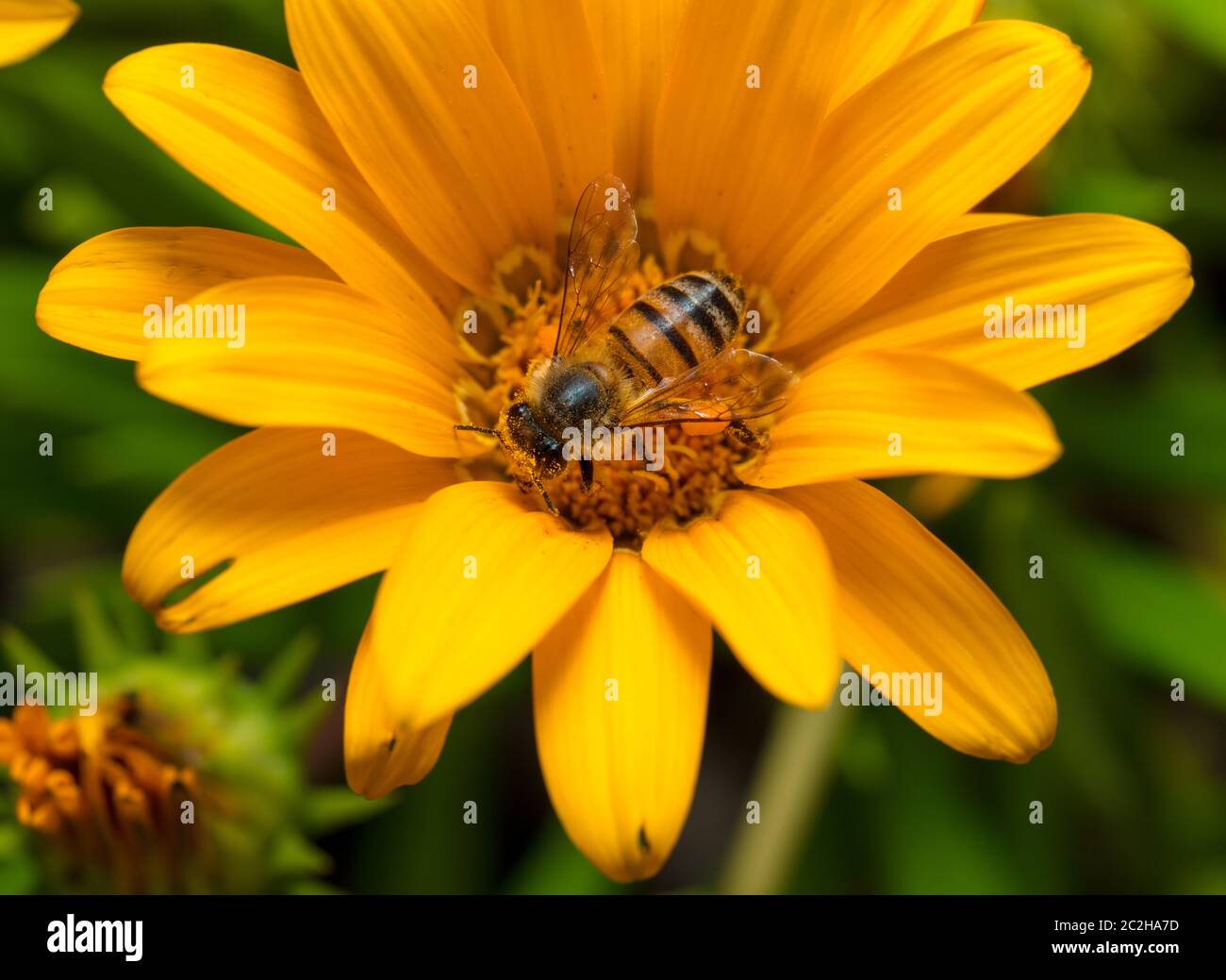 Bee on yellow flower with petals Stock Photo