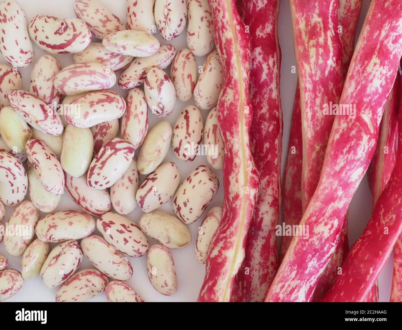 crimson beans variety of common bean (Phaseolus vulgaris) aka borlotti beans or cranberry beans legumes vegetables vegetarian food Stock Photo