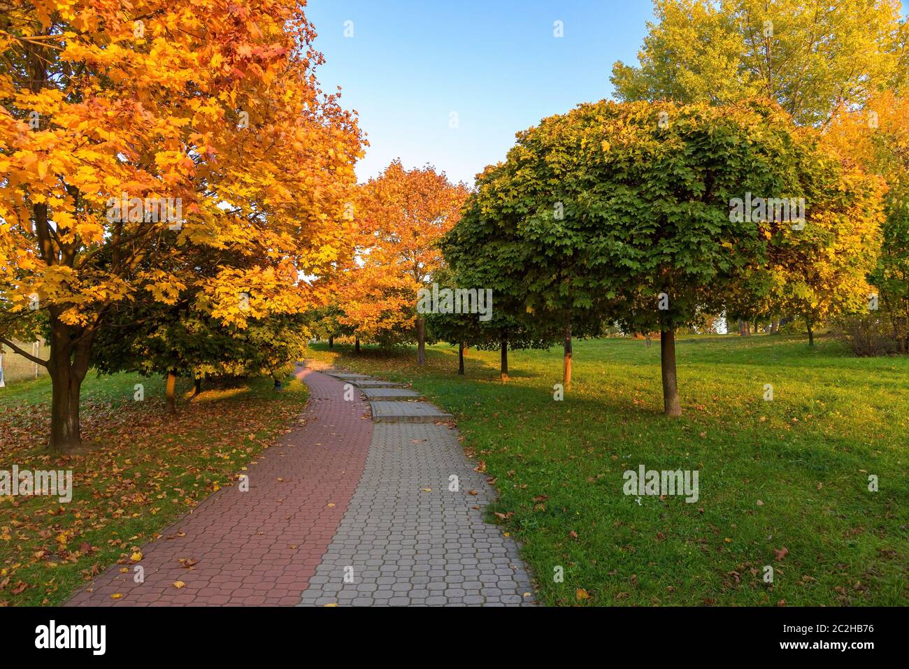 Beautiful colors of autumn in the park at sunset Stock Photo - Alamy