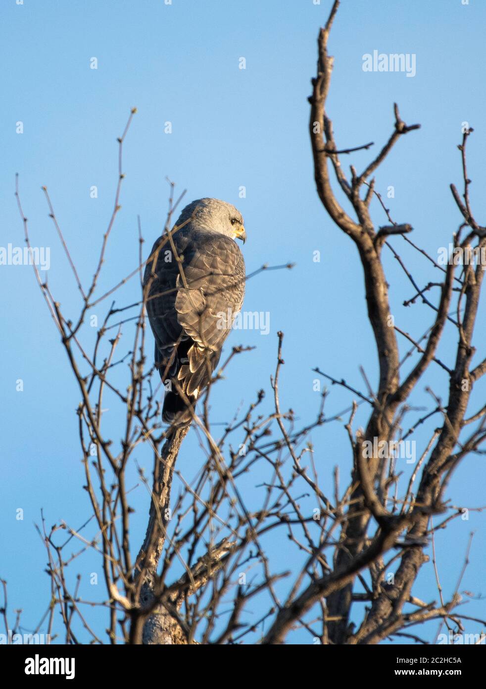 Gray Hawk, Buteo plagiatus, perches in a tree near Patagonia Lake State ...