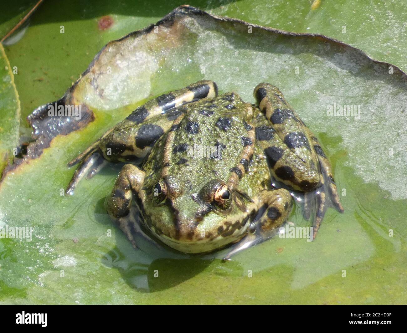 Frog on a water lily leaf Stock Photo