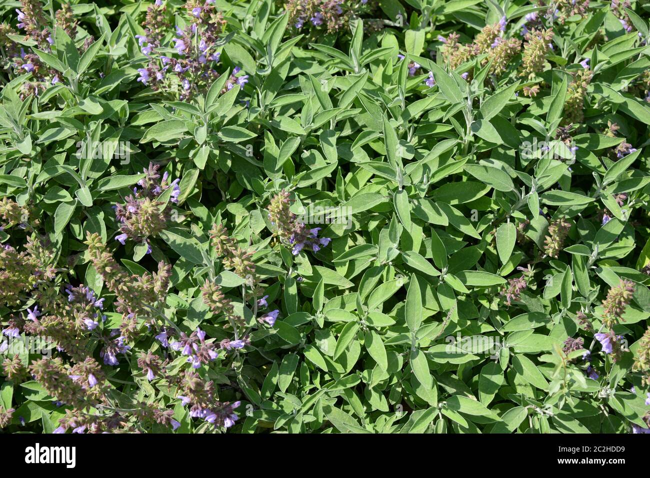 Sage in bloom in the province of Alicante, Costa Blanca, Spain Stock Photo