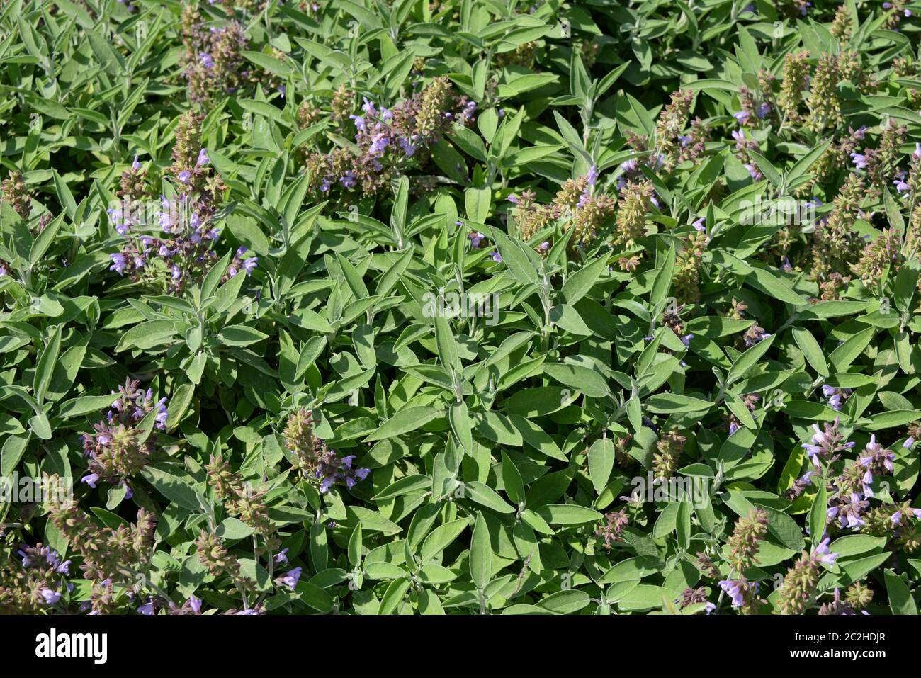 Sage in bloom in the province of Alicante, Costa Blanca, Spain Stock Photo