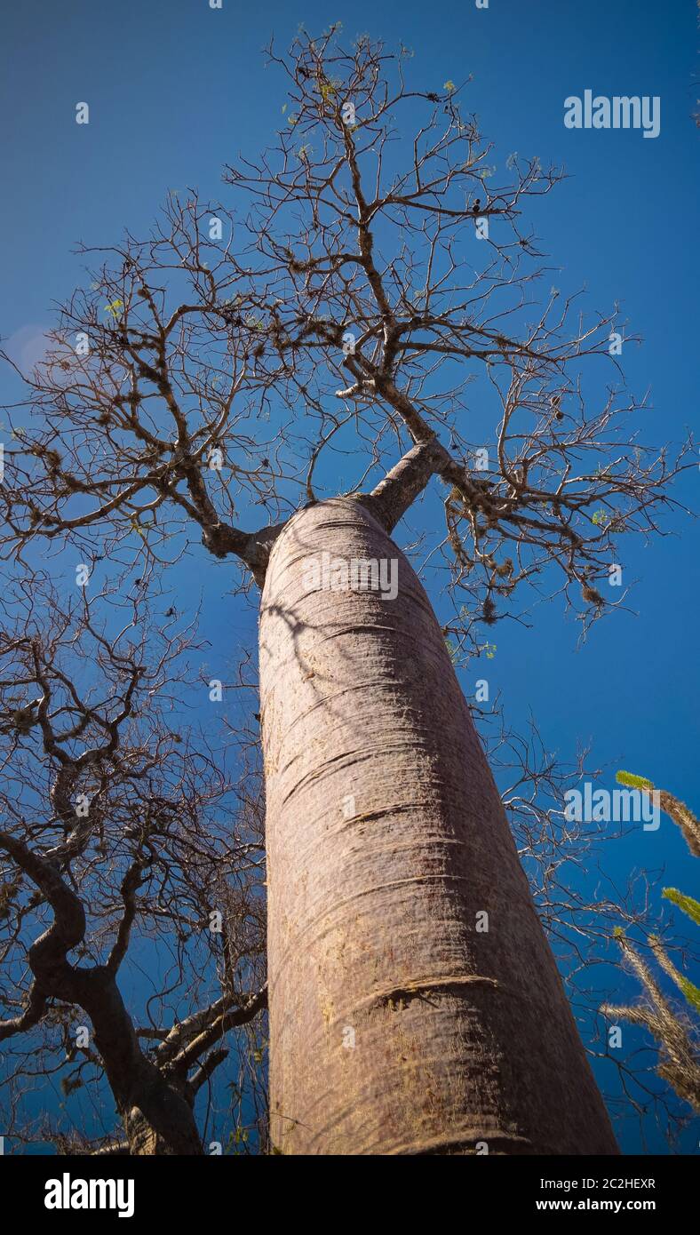 Landscape with Adansonia rubrostipa aka fony baobab tree in Reniala reserve , Toliara, Madagascar Stock Photo