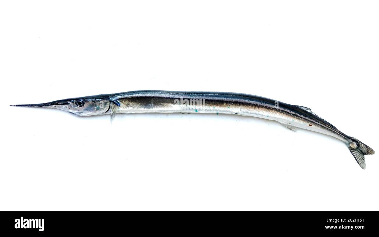 Needlefish hi-res stock photography and images - Page 3 - Alamy