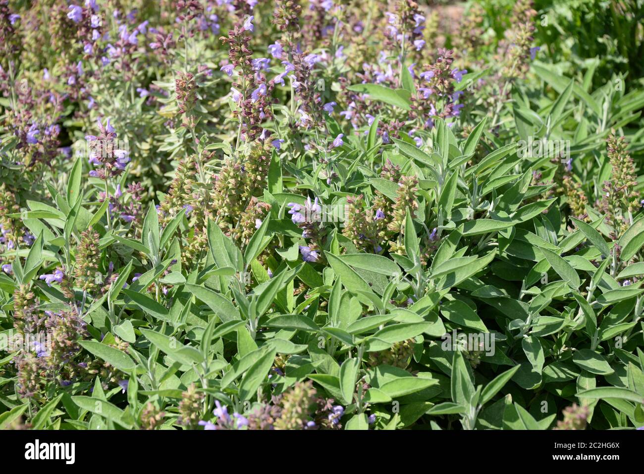 Sage in bloom in the province of Alicante, Costa Blanca, Spain Stock Photo