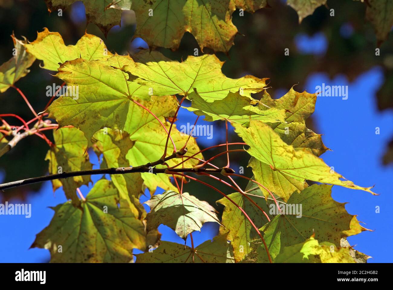 Blue maple leaves hi-res stock photography and images - Alamy