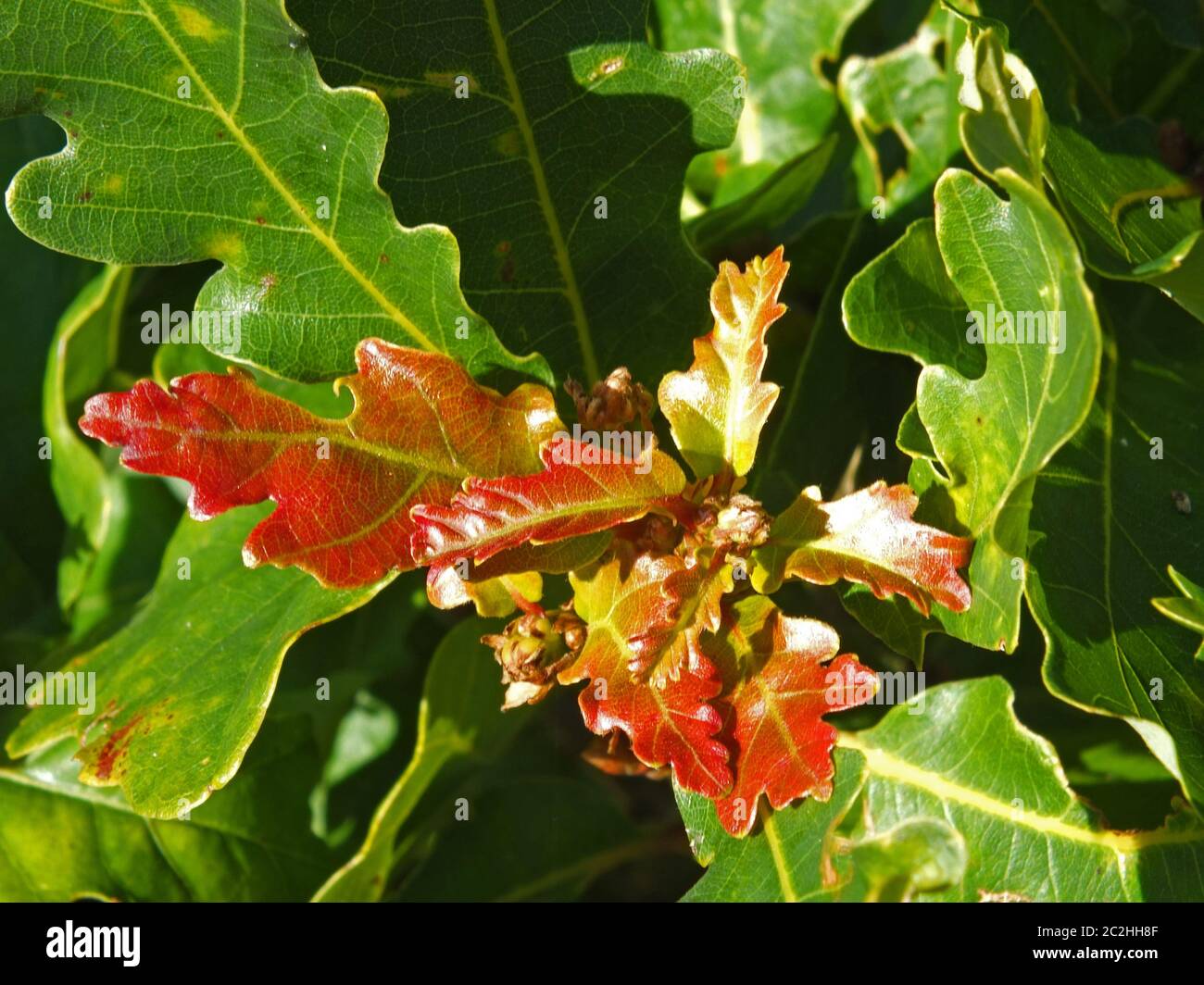 close up of autumn oak leaves turning a bright red color on s bright sunlit day Stock Photo