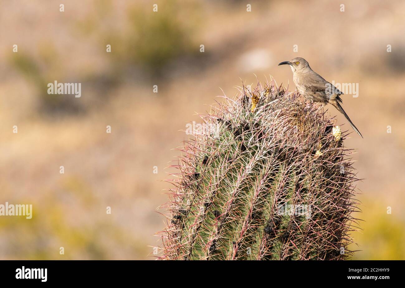 Curve-billed Thrasher, Toxostoma curvirostre, perches on a Saguaro cactus, Carnegiea gigantea, in Dreamy Draw Park, part of the Phoenix Mountains Pres Stock Photo