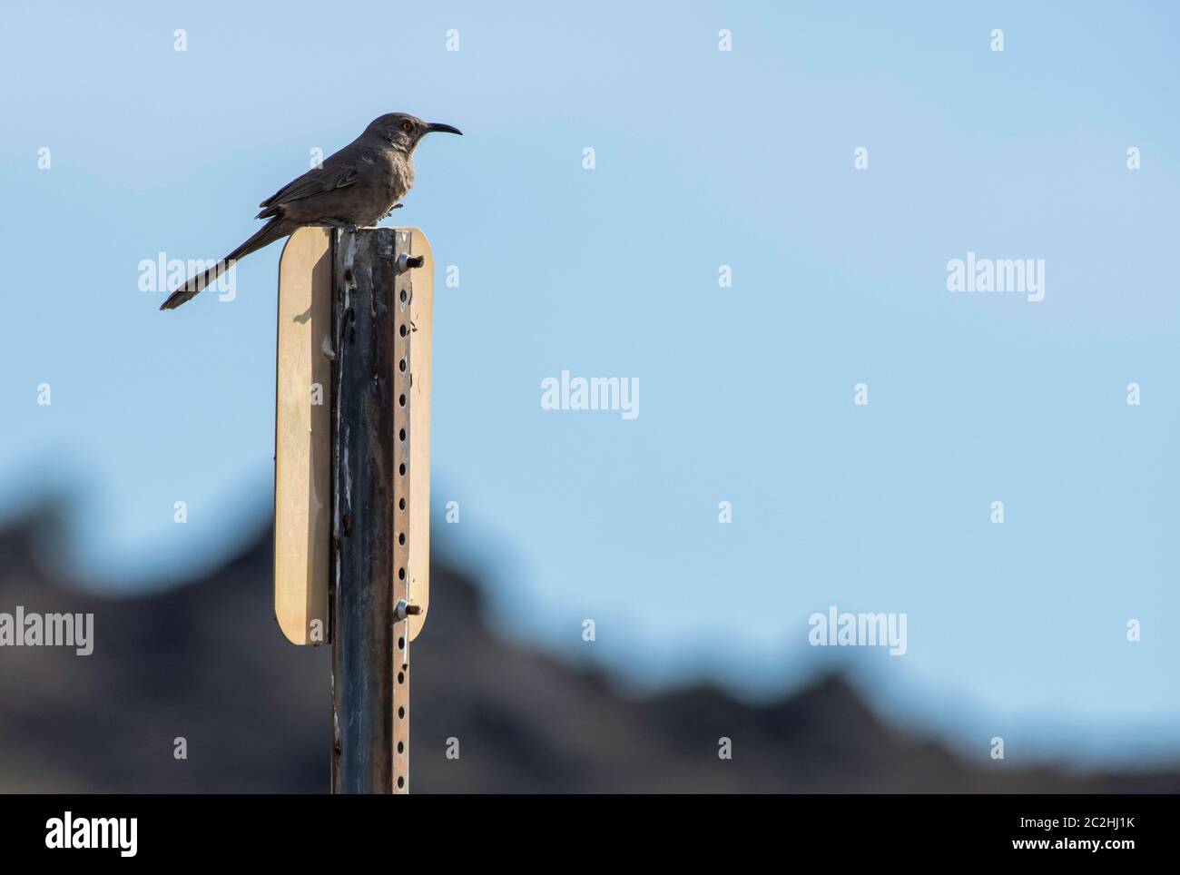 Curve-billed Thrasher, Toxostoma curvirostre, perches on a sign in Dreamy Draw Park, part of the Phoenix Mountains Preserve near Phoenix, Arizona Stock Photo