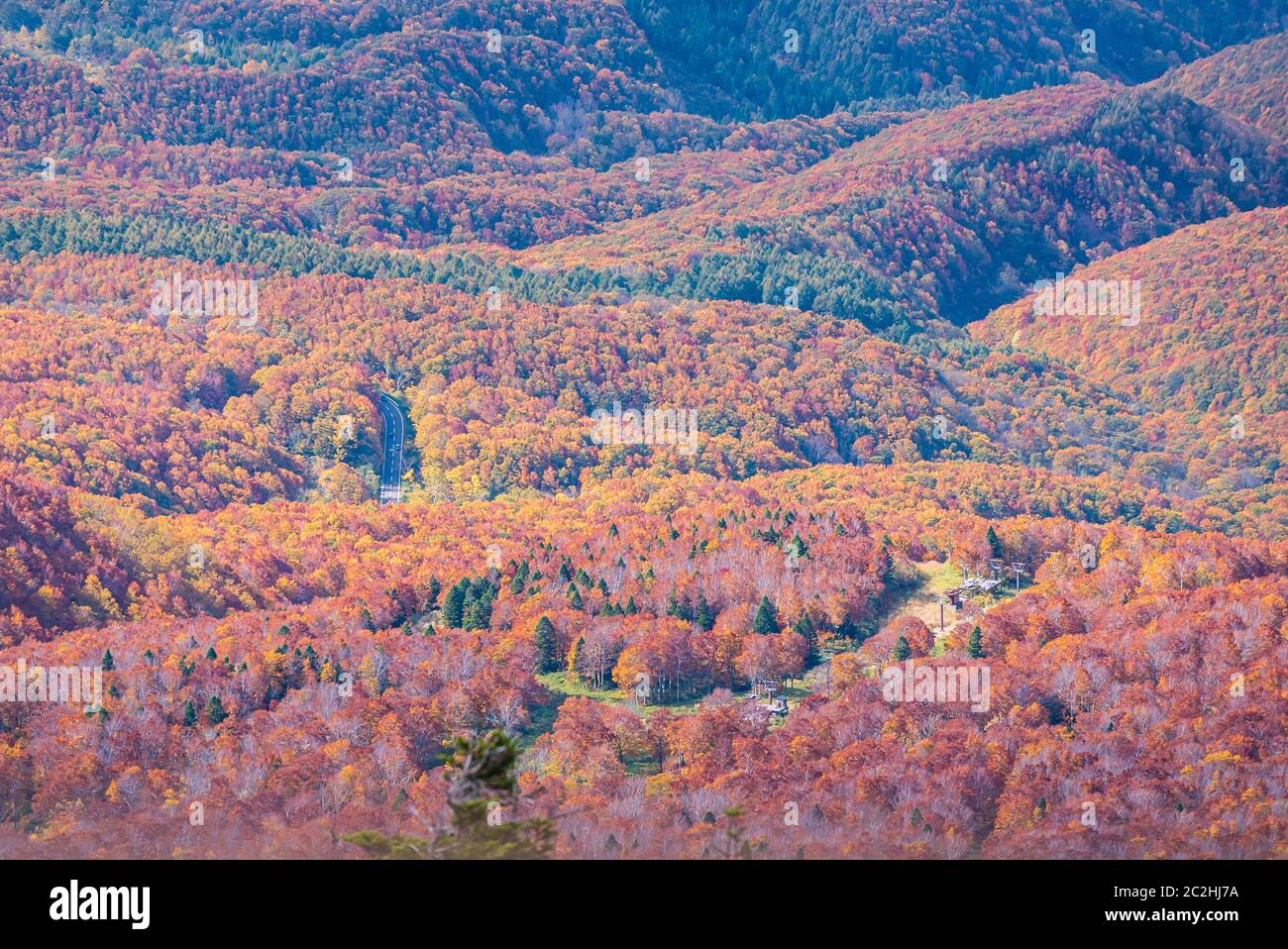 Aerial view Autumn Woodland forest Japan Stock Photo