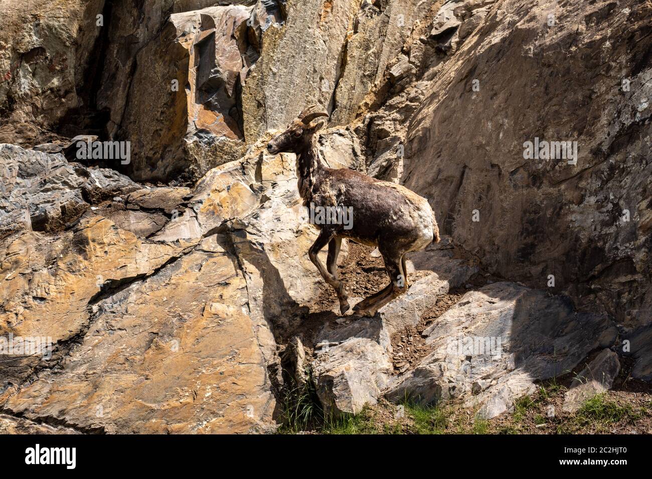 Bighorn Sheep in the rocks of the Rocky Mountains in Canada Stock Photo ...