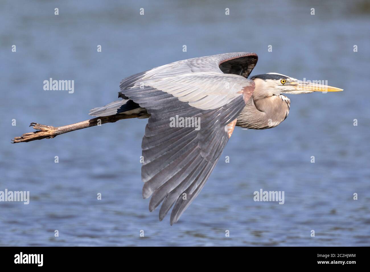 Great Blue Heron In Flight Stock Photo - Alamy