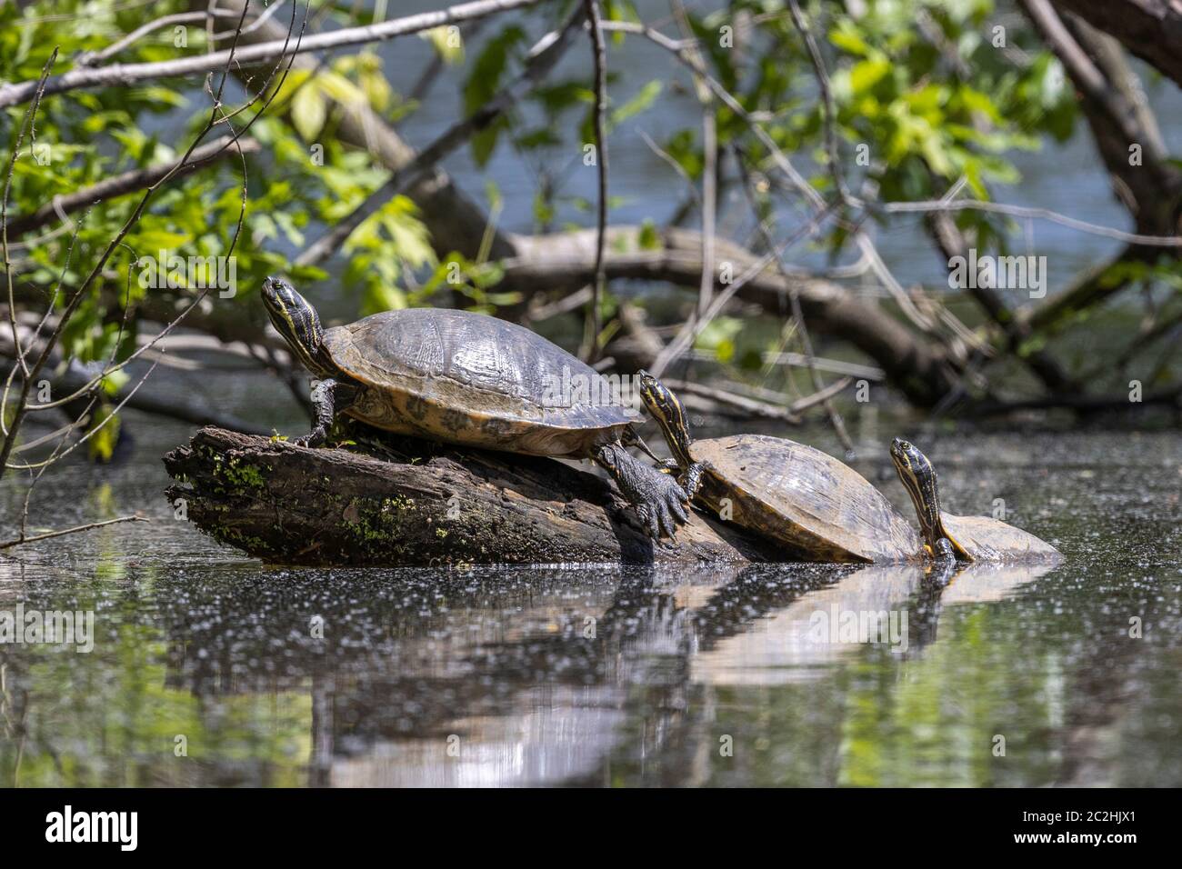 Cooter turtles, Eastwood Lake, Chapel Hill, NC Stock Photo