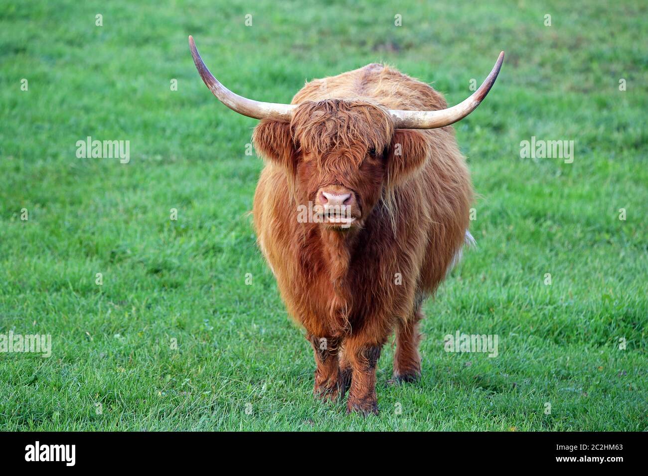 Highland beef or Kyloe Stock Photo