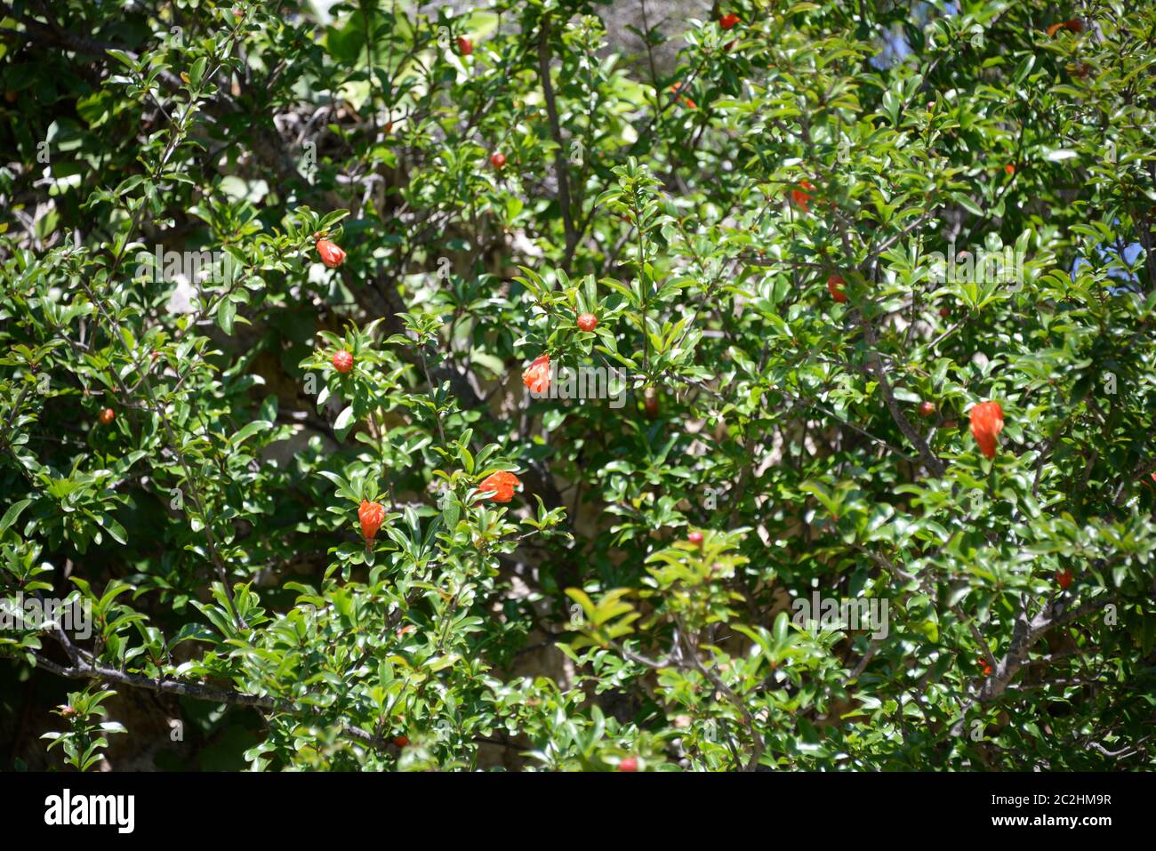 Pomegranate blossom at pomegranate tree in the province of Alicante, Costa Blanca, Spain Stock Photo