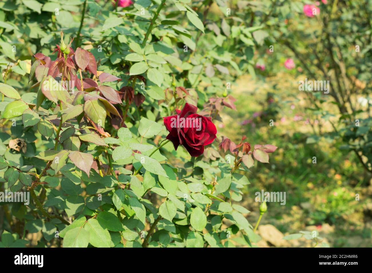 A Red rose - genus Rosa family Rosaceae shrubs with sharp prickles. Sun ...