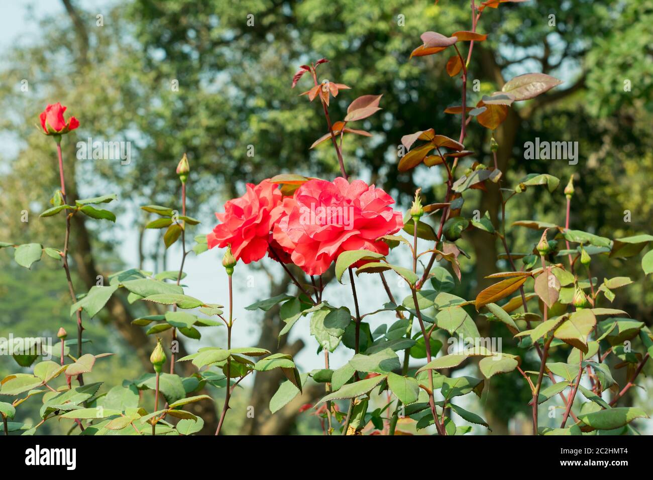 A Red rose - Genus Rosa family Rosaceae. An shrubs with stems sharp prickles. It is a sun loving plant Blooms in spring summer. Its symbol of friendsh Stock Photo