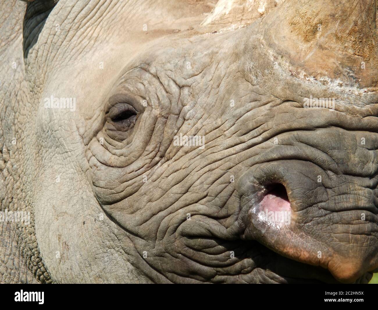 a full frame close up of the face of a baby black rhinoceros with eye and horn Stock Photo